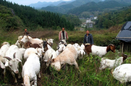 養(yǎng)羊人必看的注意事項